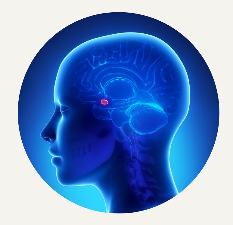 Brain area of perception of time amygdala