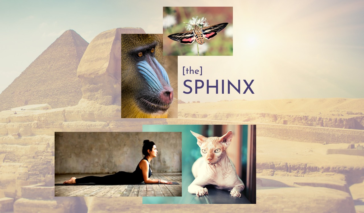 The Sphinx monument, sphinx moth, mandrill, sphinx cat and yoga pose