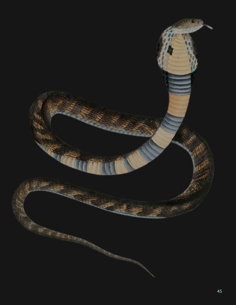 Cobra on dark background