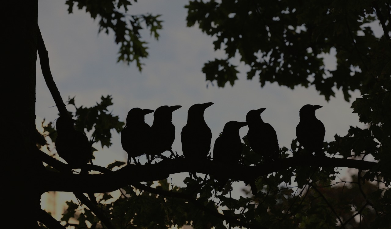 Crows sitting in a tree during an eclipse