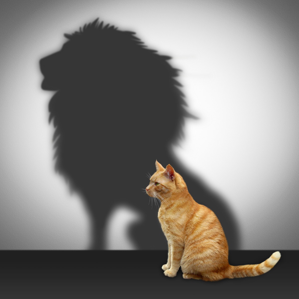 Imposter Syndrome Lion and Cat