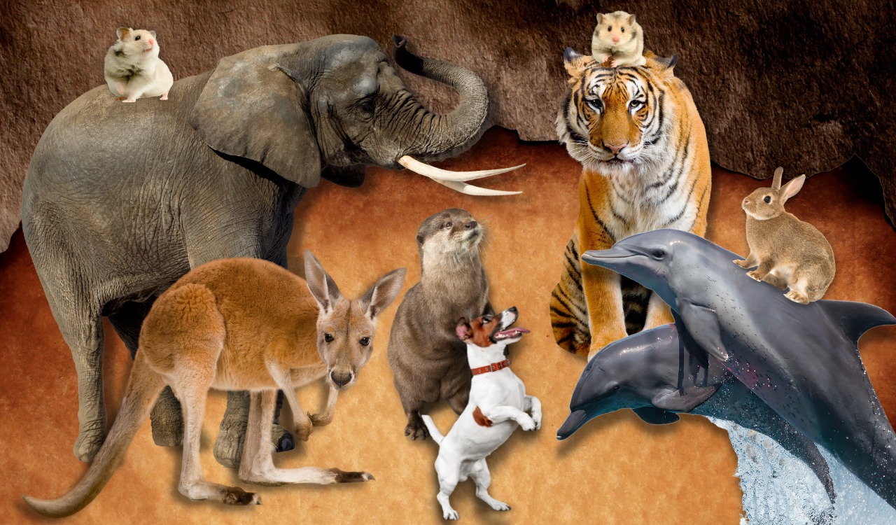 animal collage illustration by amy adams for mindful soul center magazine