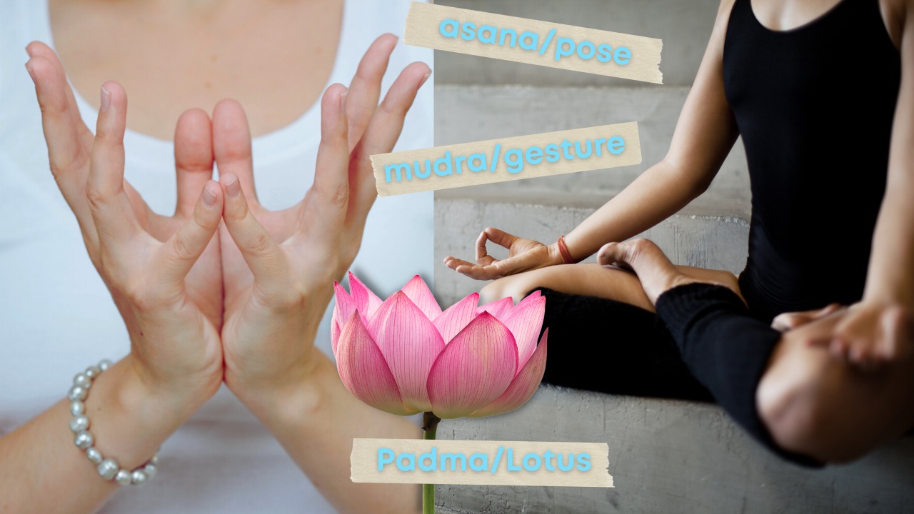 The Lotus Mudra/Padma Mudra and Full Lotus Pose in Yoga Padmasana - Mindful Soul Center magazine