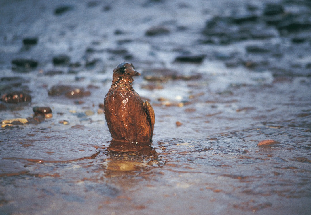 Oil covered bird from a spill in South Wales