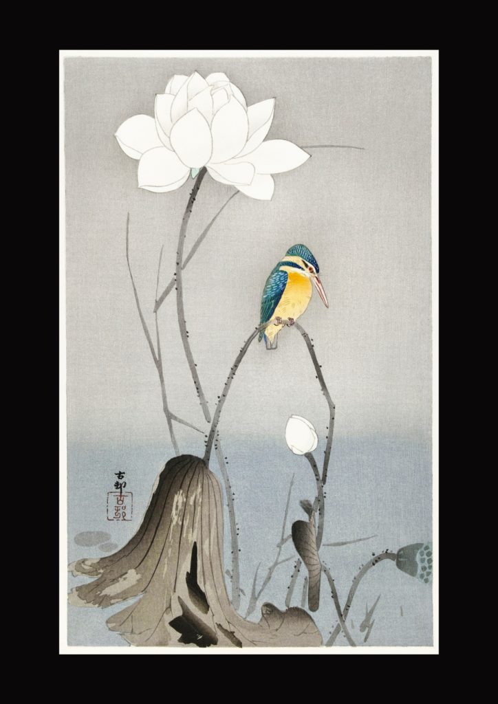 Kingfisher with Lotus Flower (1900 - 1945) by Ohara Koson from the Rijksmuseum. Dark Background - Mindful Soul Center Magazine - the lotus in art