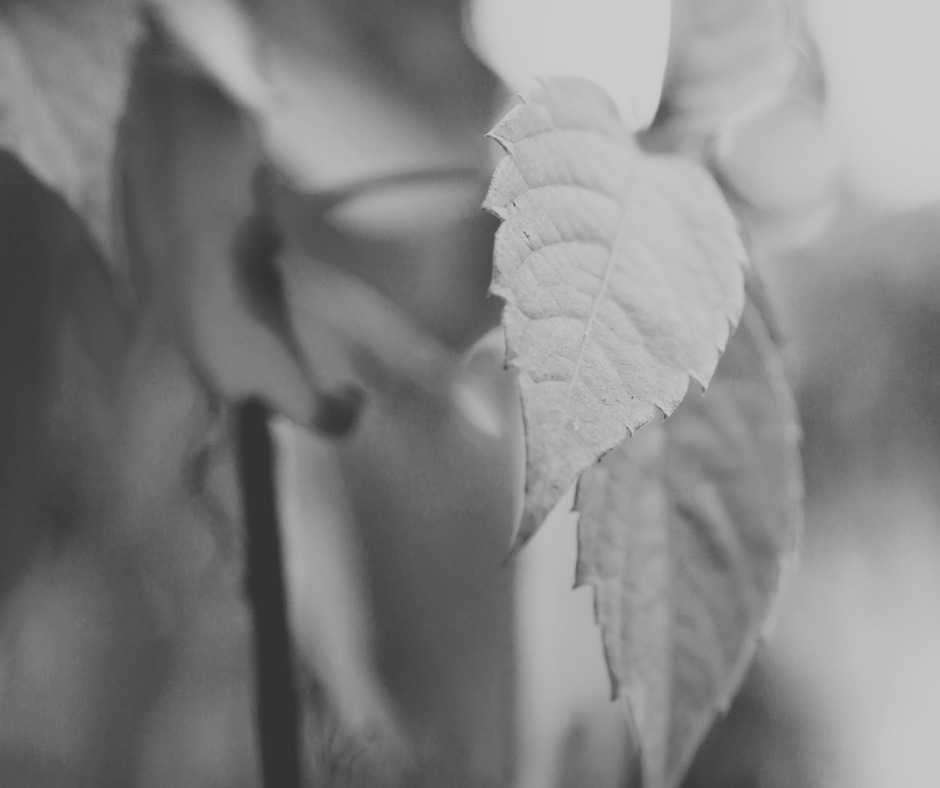 Leaves B&W photo - Mindful Soul Center Magazine