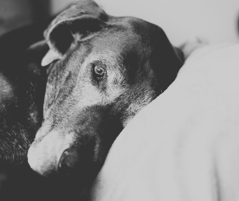 Elderly dog with head on pillow resting - Mindful Soul Center Magazine