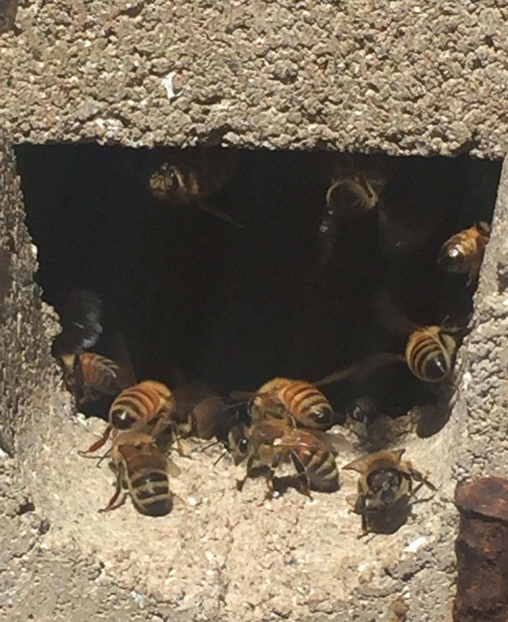 Bees at the entrance of a wall