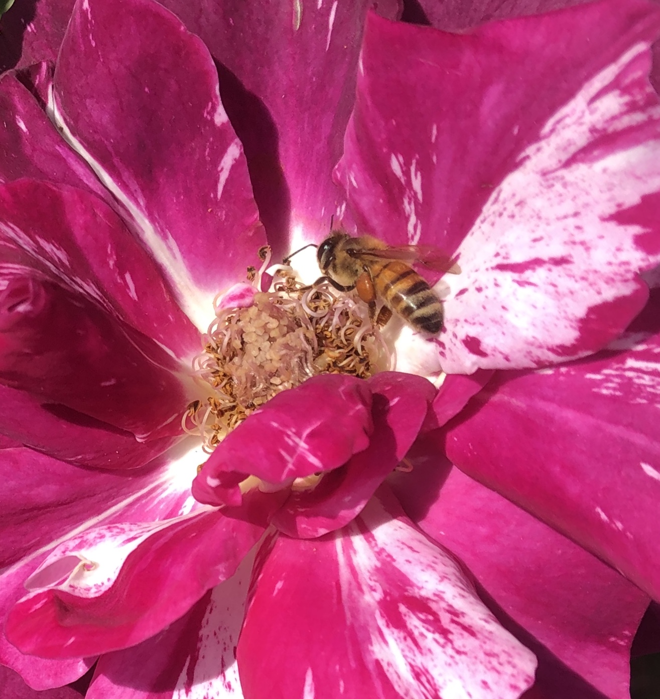 Bee nestled in a flower