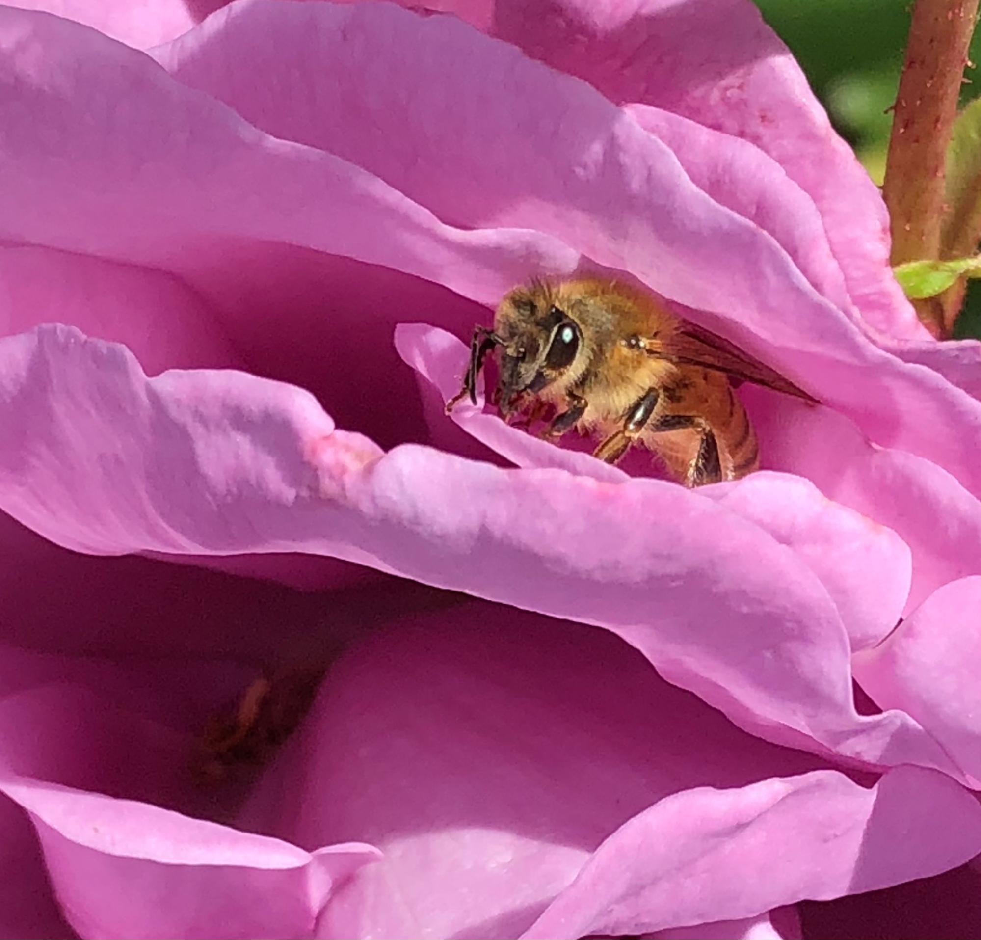 Nestled in the petals a bee